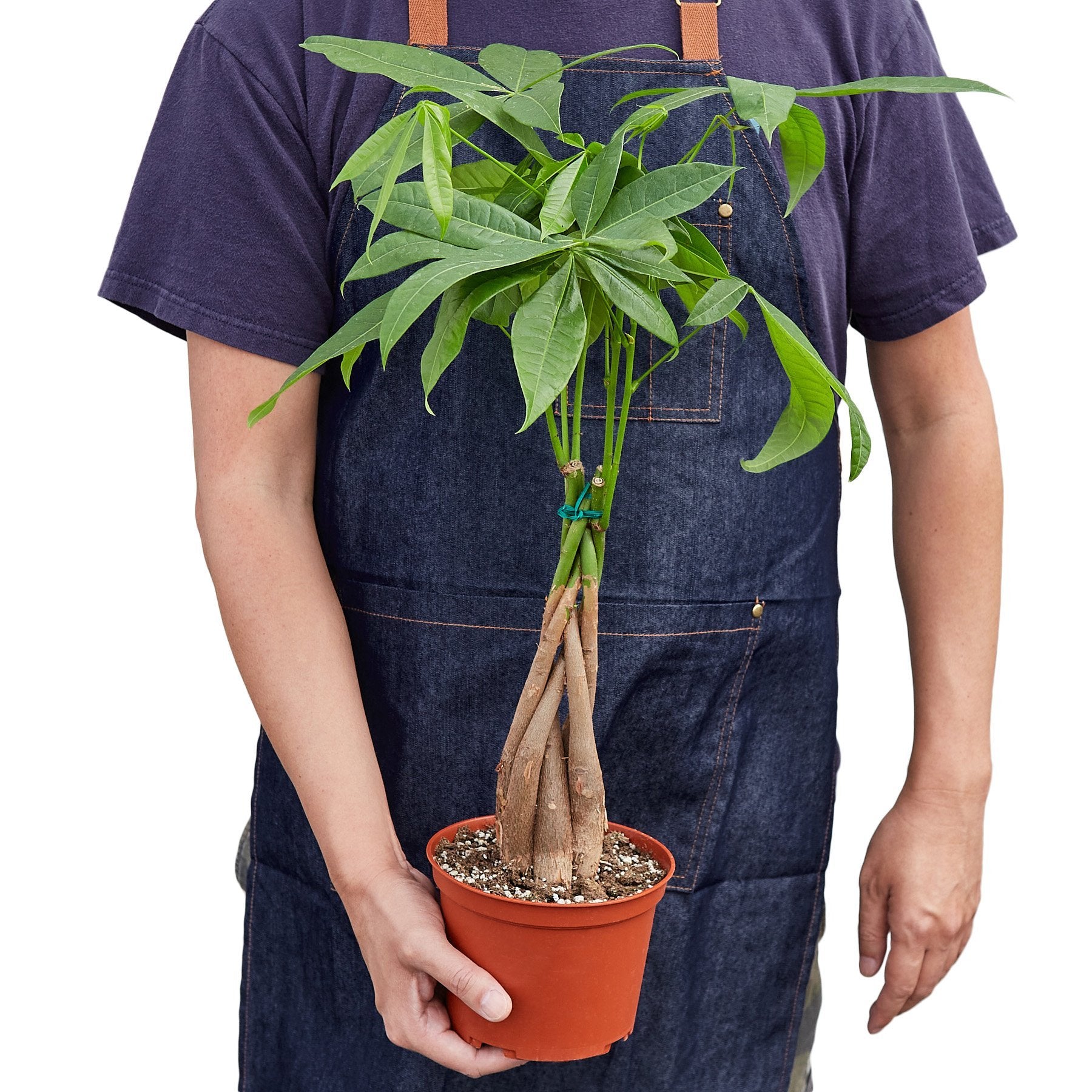 money tree