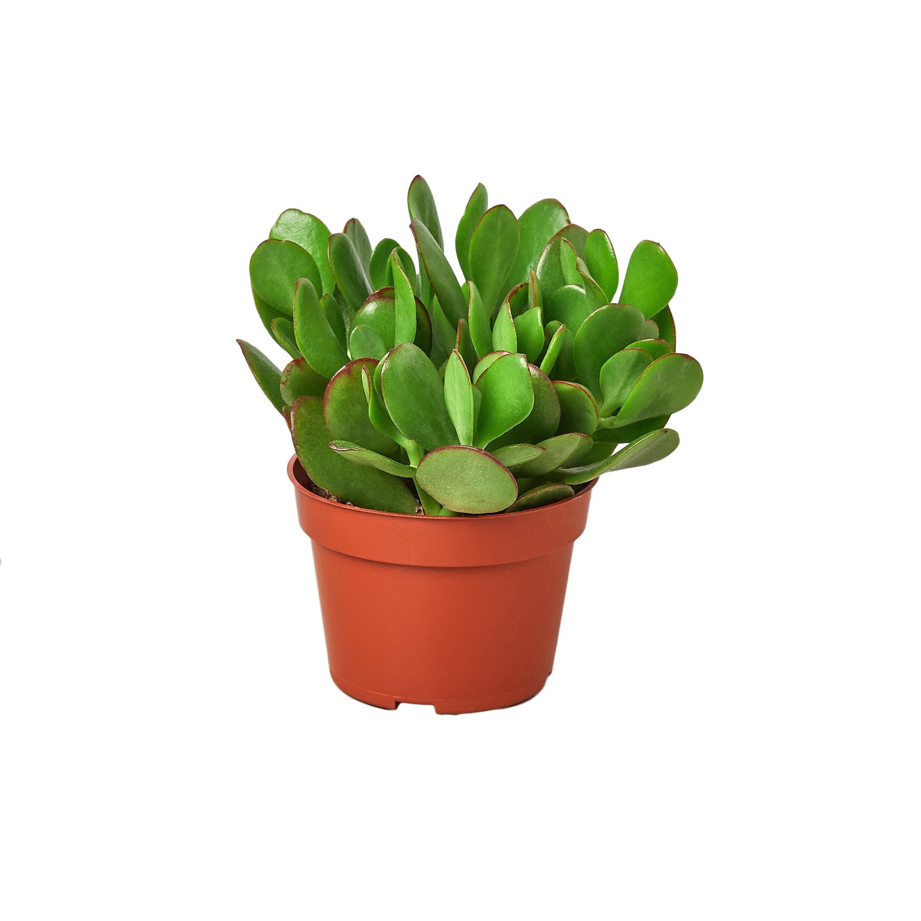 Jade plant